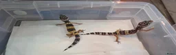 Gecko reptiles for sale: Leopard gecko for sale  - Advert 5