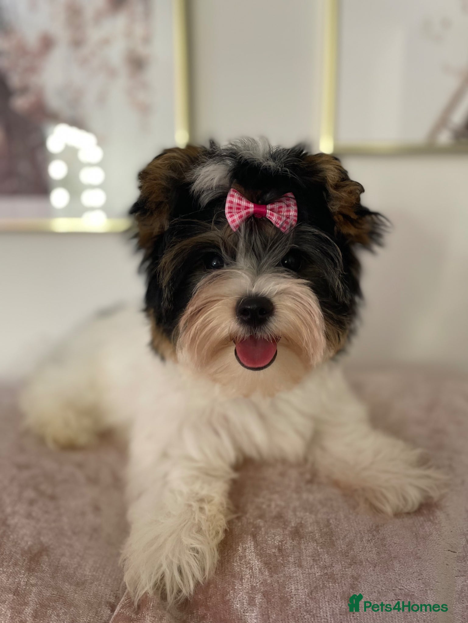 Yorkshire Terrier dogs Beautiful small Biewer Yorkshire Terrier Pedigree  - Advert 6