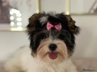 Yorkshire Terrier dogs Beautiful small Biewer Yorkshire Terrier Pedigree - Advert 16