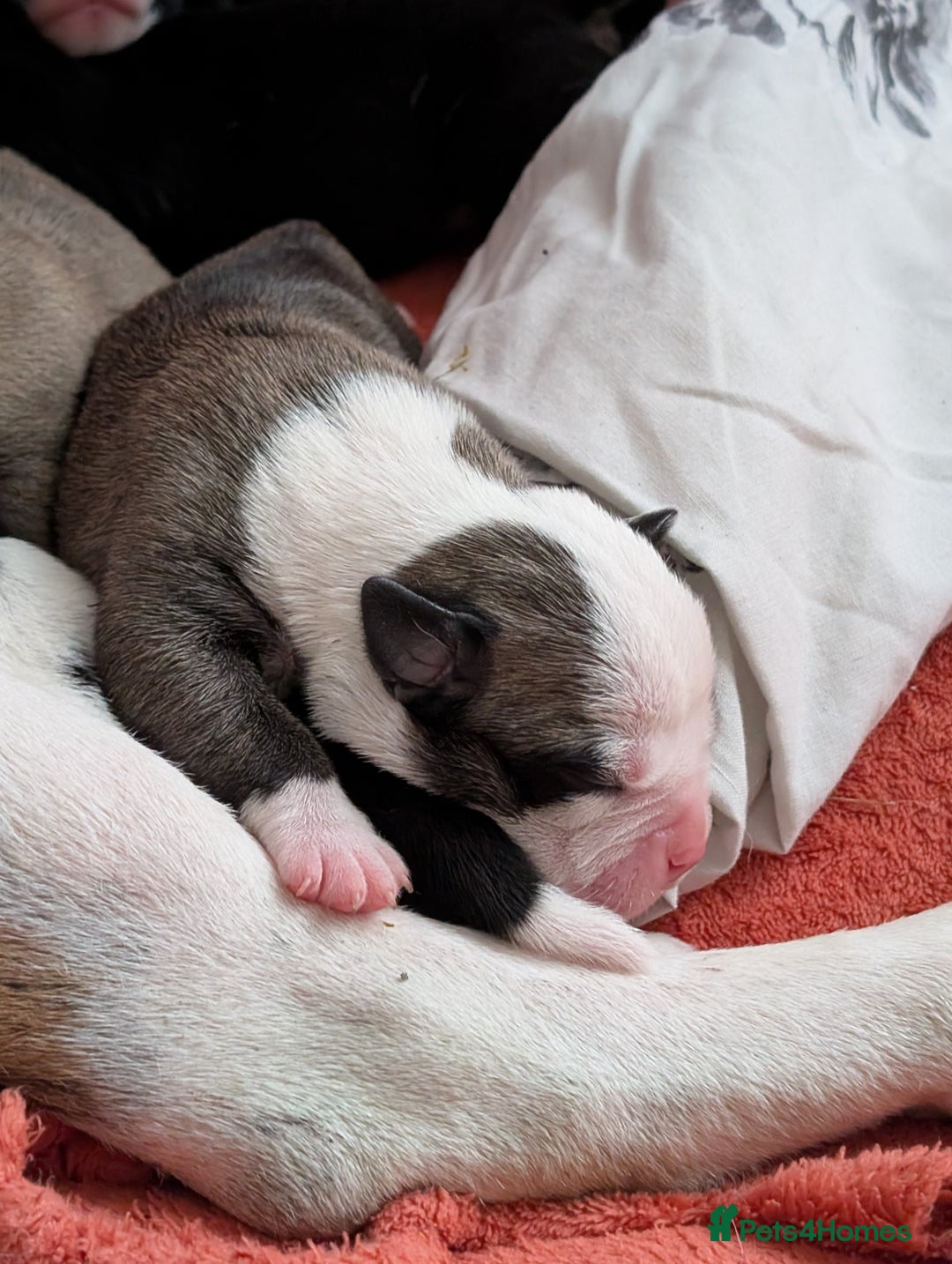 Old Tyme Bulldog dogs for sale: Old tyme bulldog pups  - Image 11