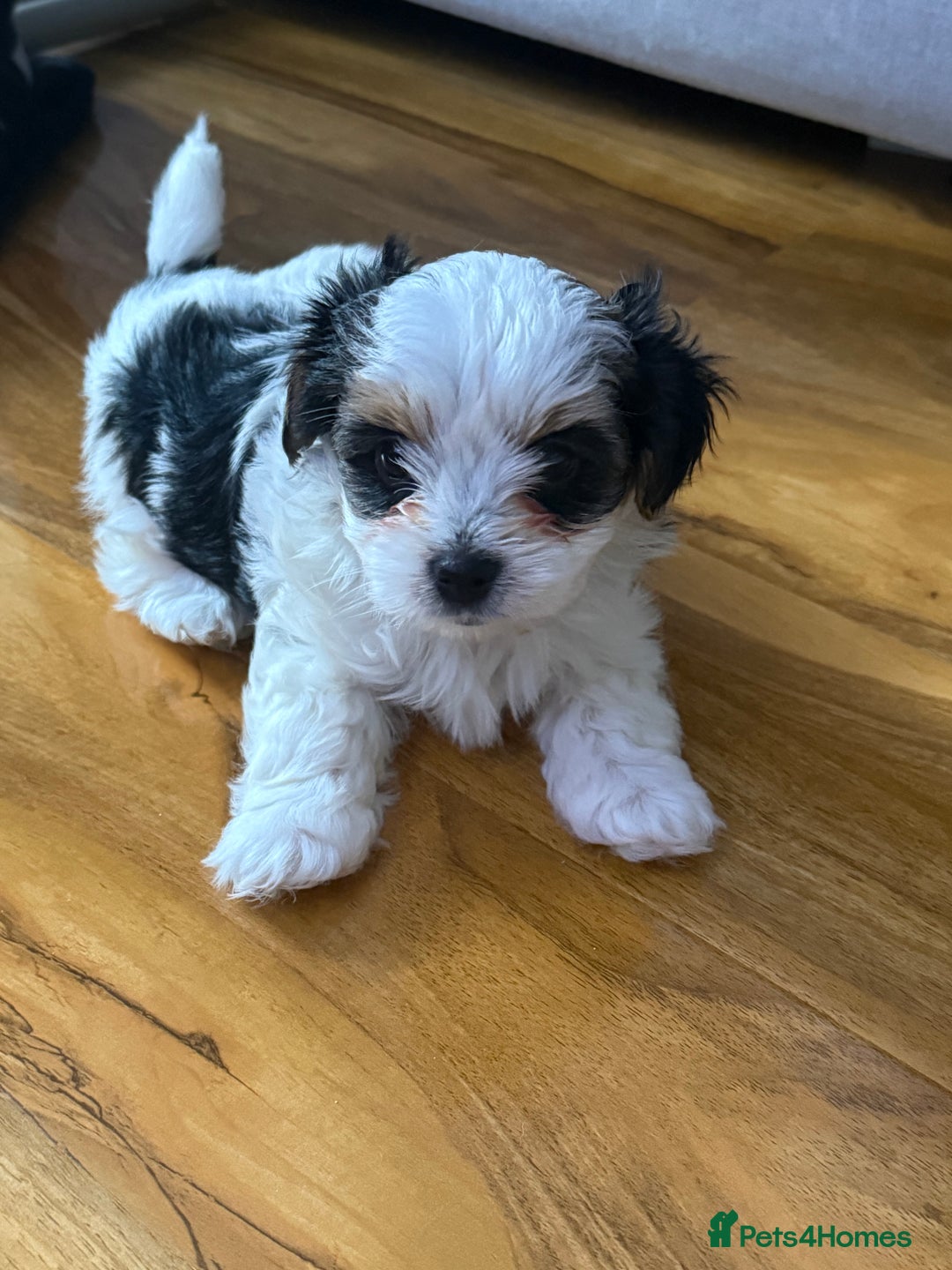 Biewer Terrier dogs for sale: 1 Beautiful Boy Available!!! - Advert 13