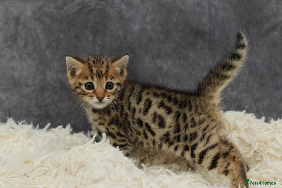 Bengal cats for sale: 🔥Beautiful little bengal girl for reservation🔥 - Image 5