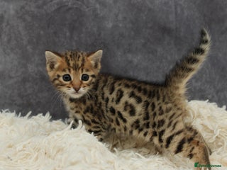 Bengal cats - Advert 18