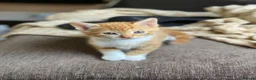Mixed Breed cats for sale: 🐾 Adorable ginger kittens for sale, Chester 🐾  - Advert 12