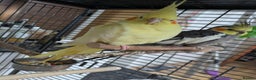 Cockatiels birds for sale: Bonded pair of cockatiels  - Advert 4
