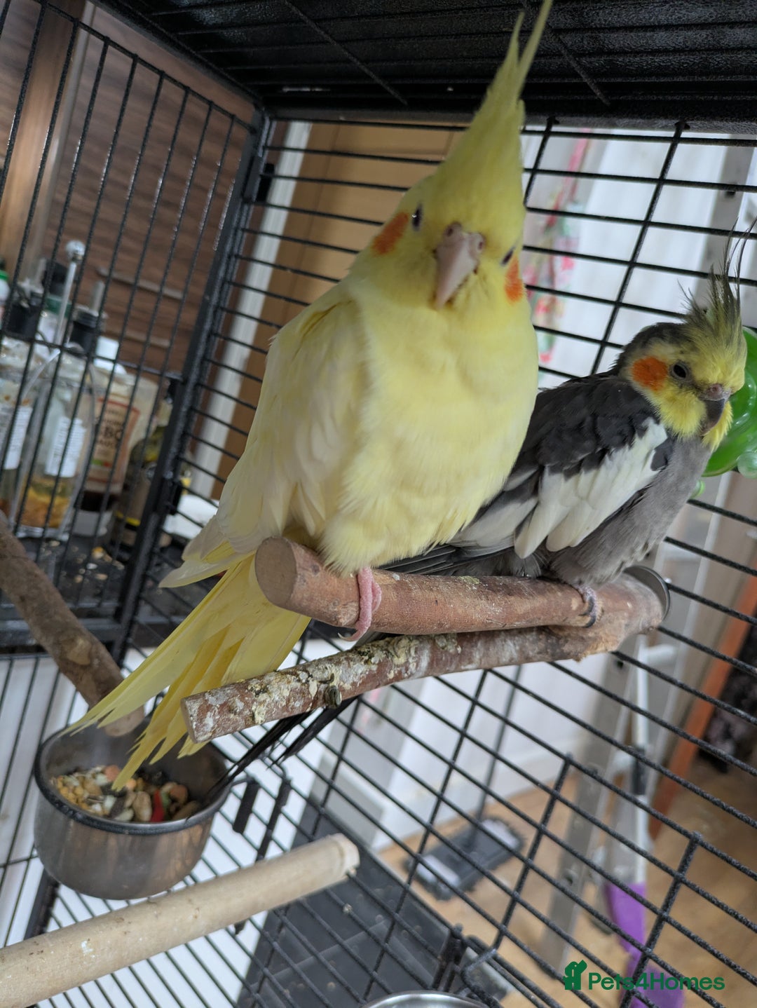 Cockatiels birds for sale: Bonded pair of cockatiels  - Advert 4