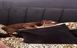 English Bulldog dogs for sale: dog for sale - Image 2