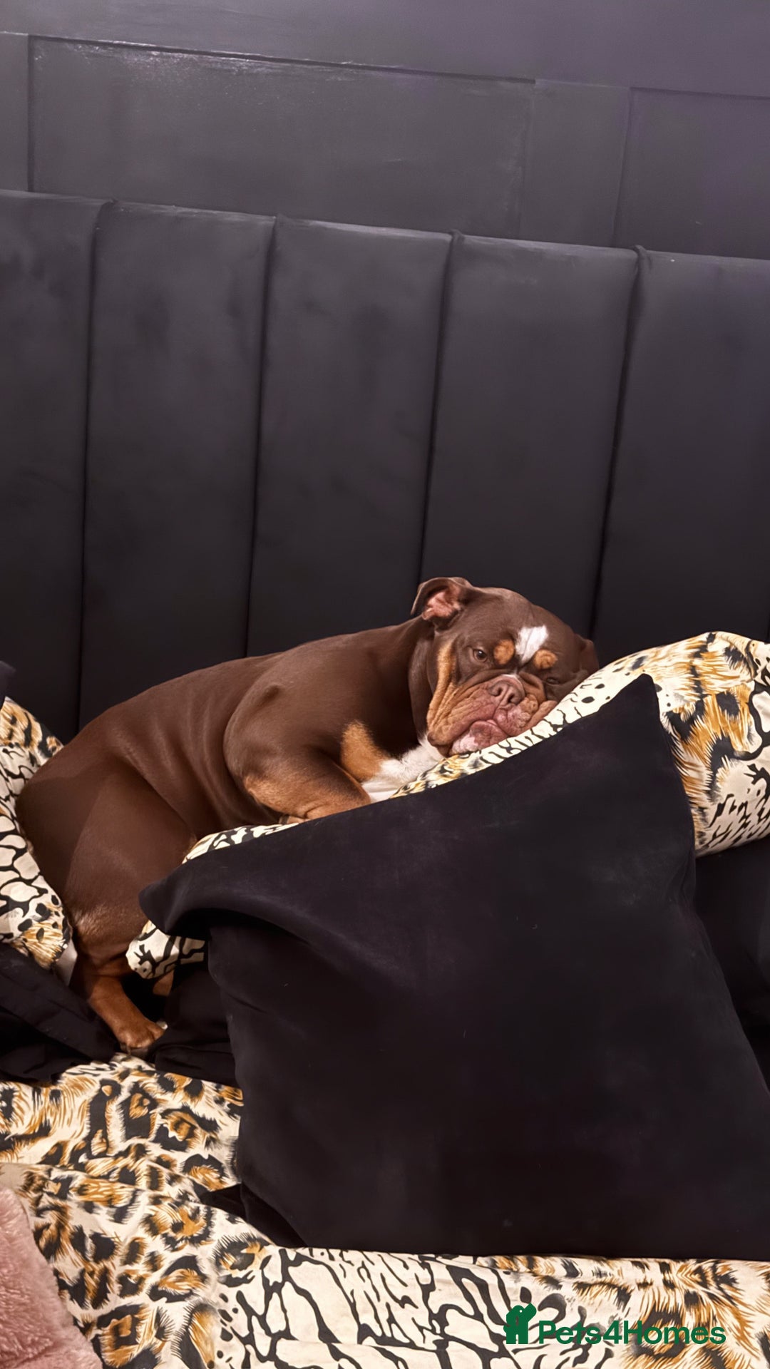 English Bulldog dogs for sale: dog for sale - Image 2