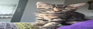 Mixed Breed Kitten 3