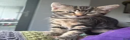 Mixed Breed cats for sale: Cuddly Tabby Kittens – Home Raised - Advert 29