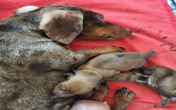 Miniature Dachshund dogs for sale: Smooth shaded red - Image 22