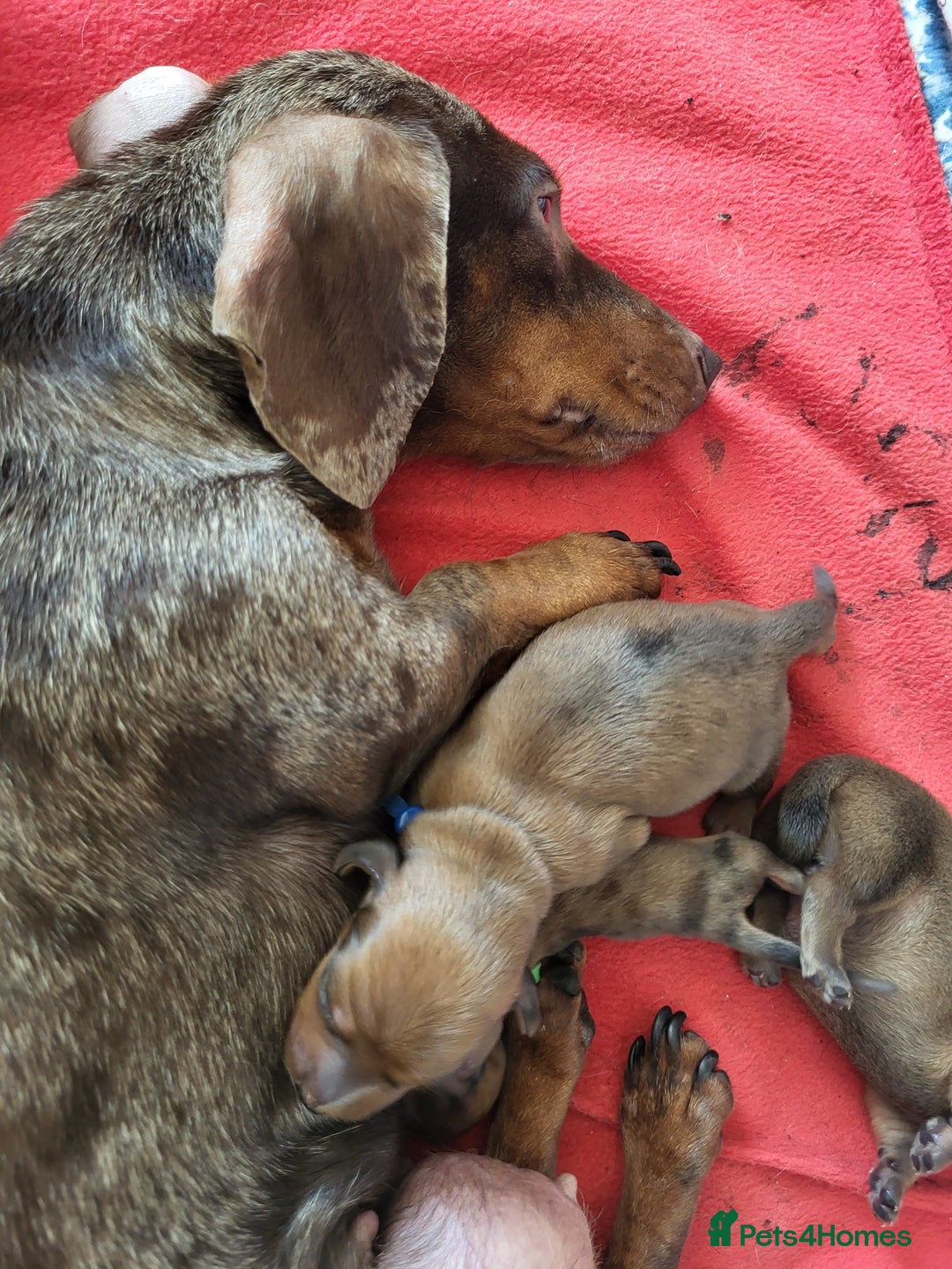 Miniature Dachshund dogs for sale: Smooth shaded red - Image 22