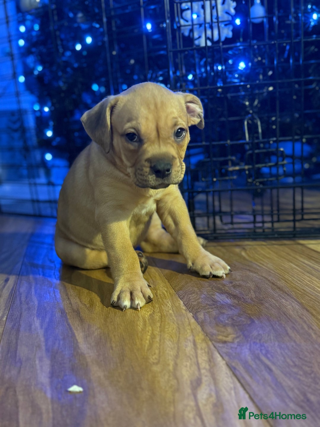 Mixed Breed dogs for sale: American Staffie X Olde English Bulldog Puppies - Advert 5
