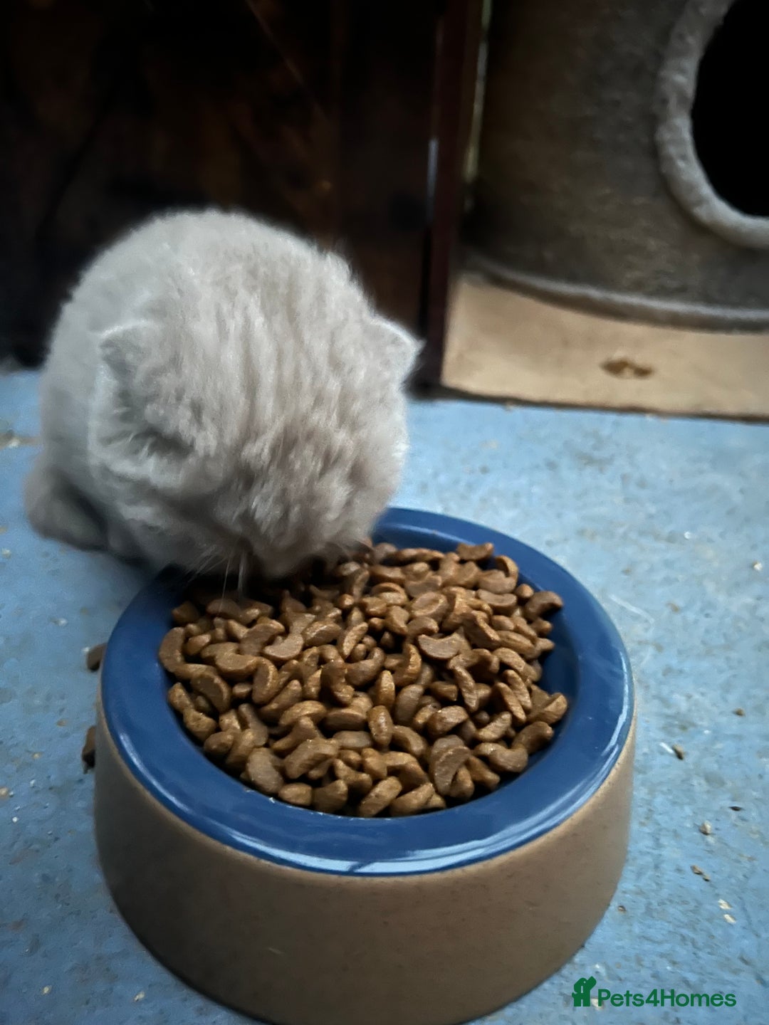 Mixed Breed cats for sale: Beautiful kittens available for loving homes. - Advert 16