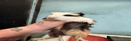 Guinea Pig rodents for sale: 5 female guinea pigs  - Advert 3