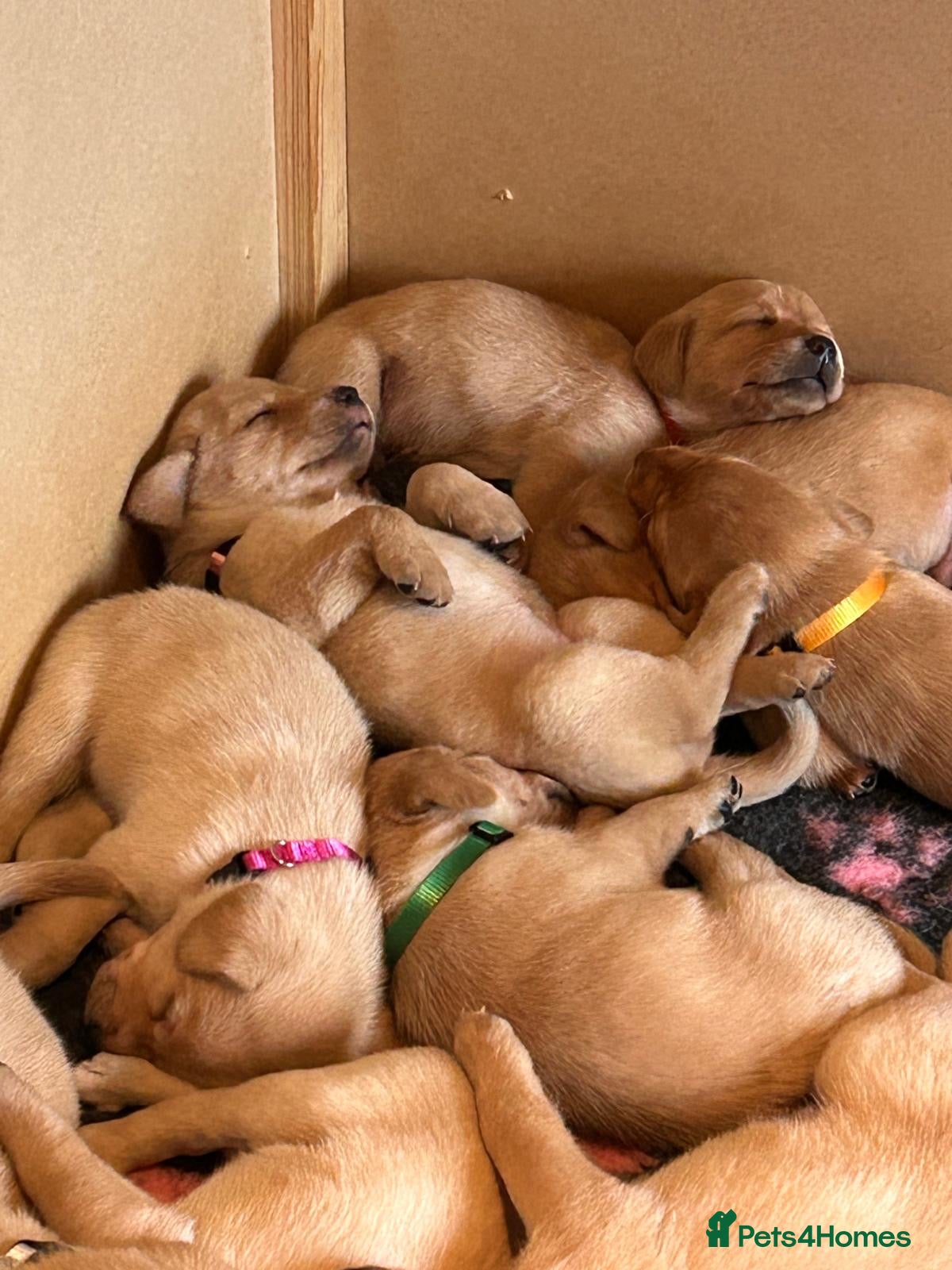 Labrador Retriever dogs STUNNING LABRADOR PUPPIES  - Advert 2