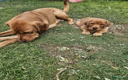 Goldador dogs for sale: Fox red lab x fox red retriever pups READY NOW - Image 29