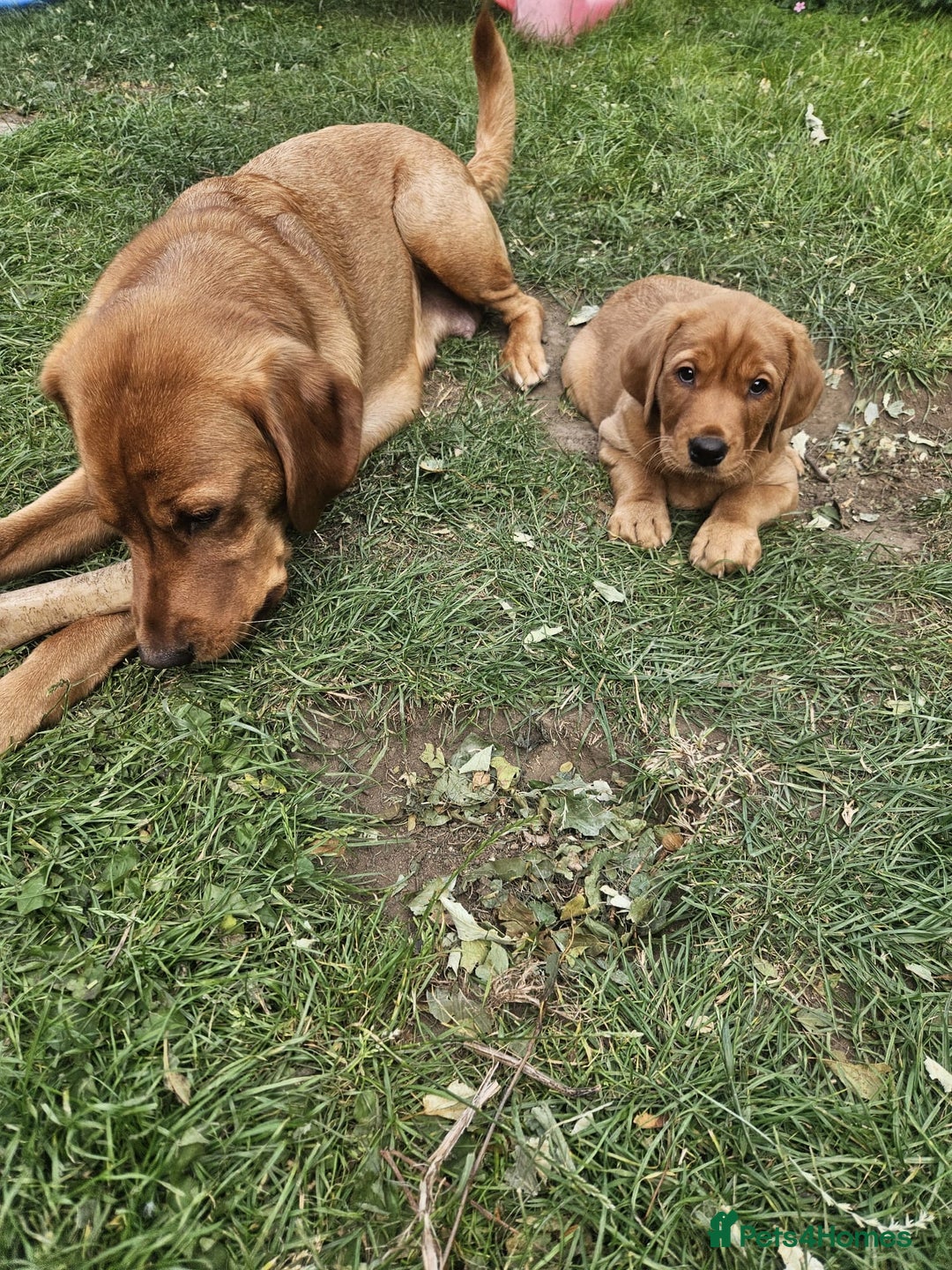 Goldador dogs for sale: Fox red lab x fox red retriever pups READY NOW - Image 29