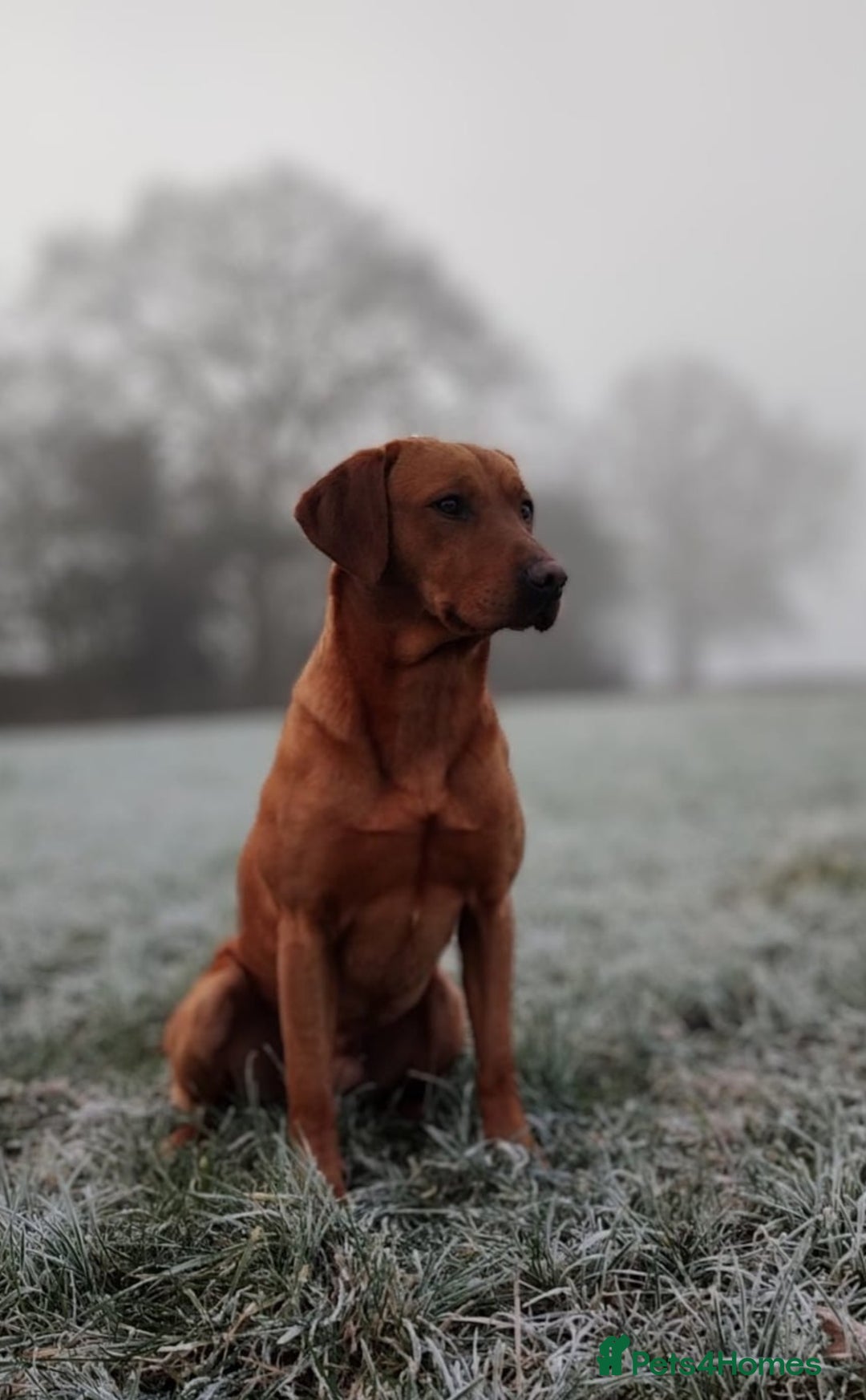 Labrador Retriever dogs for sale: Red Fox Labrador Puppies–Ready from 26th September - Image 24