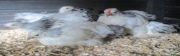 Chickens poultry for sale: Pekin pullets, Silver/black, & Millefleur - Advert 6