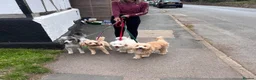 Cockapoo dogs for sale: GORGEOUS TEDDY BEAR FACED COCKAPOO'S  - Advert 16