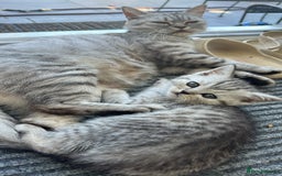 Scottish Fold cats for sale: !🆘🆘Scottish shorthair (silver chinchilla)❤️❤️❤️ - Image 7