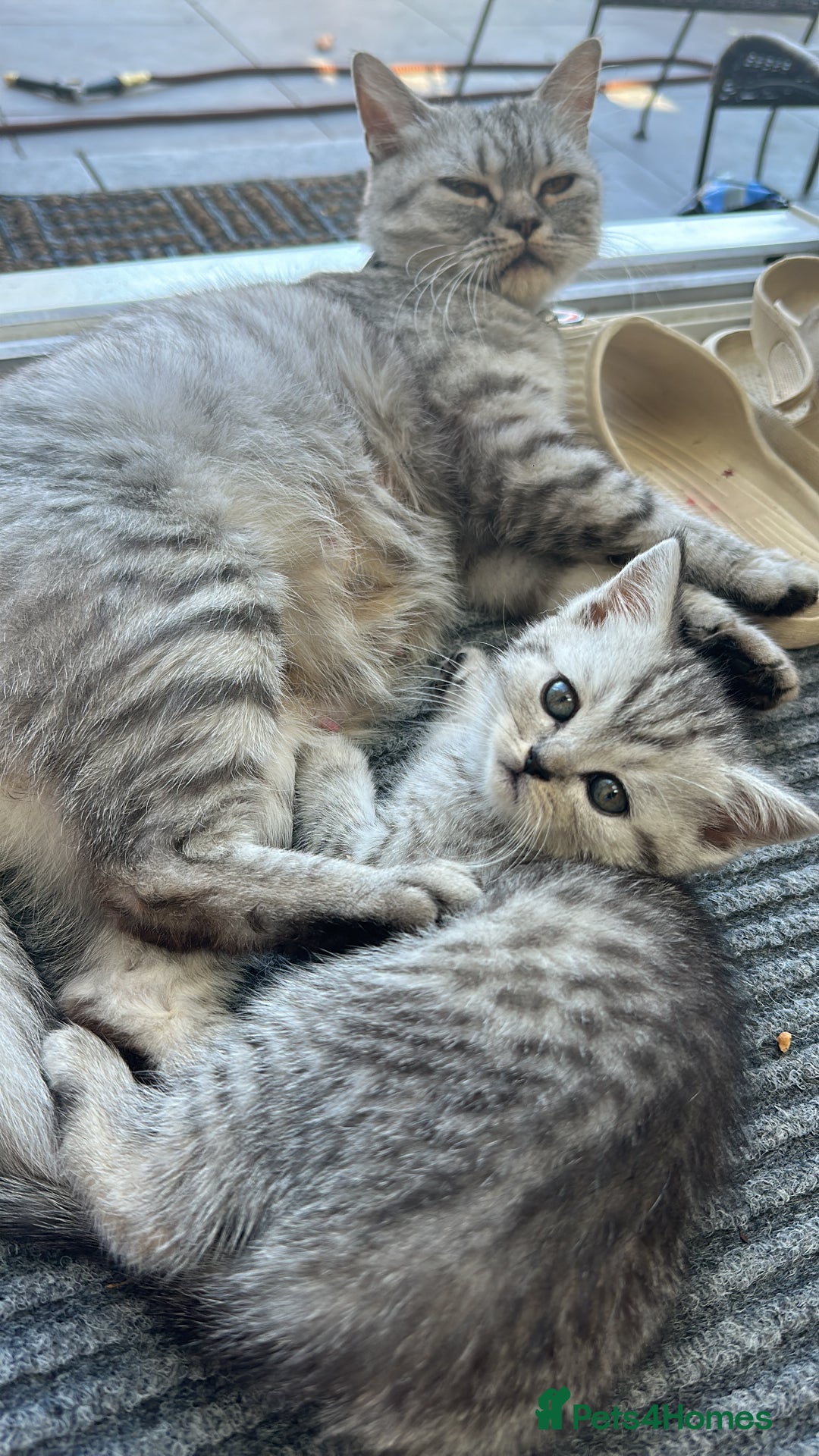 Scottish Fold cats for sale: !🆘🆘Scottish shorthair (silver chinchilla)❤️❤️❤️ - Image 7