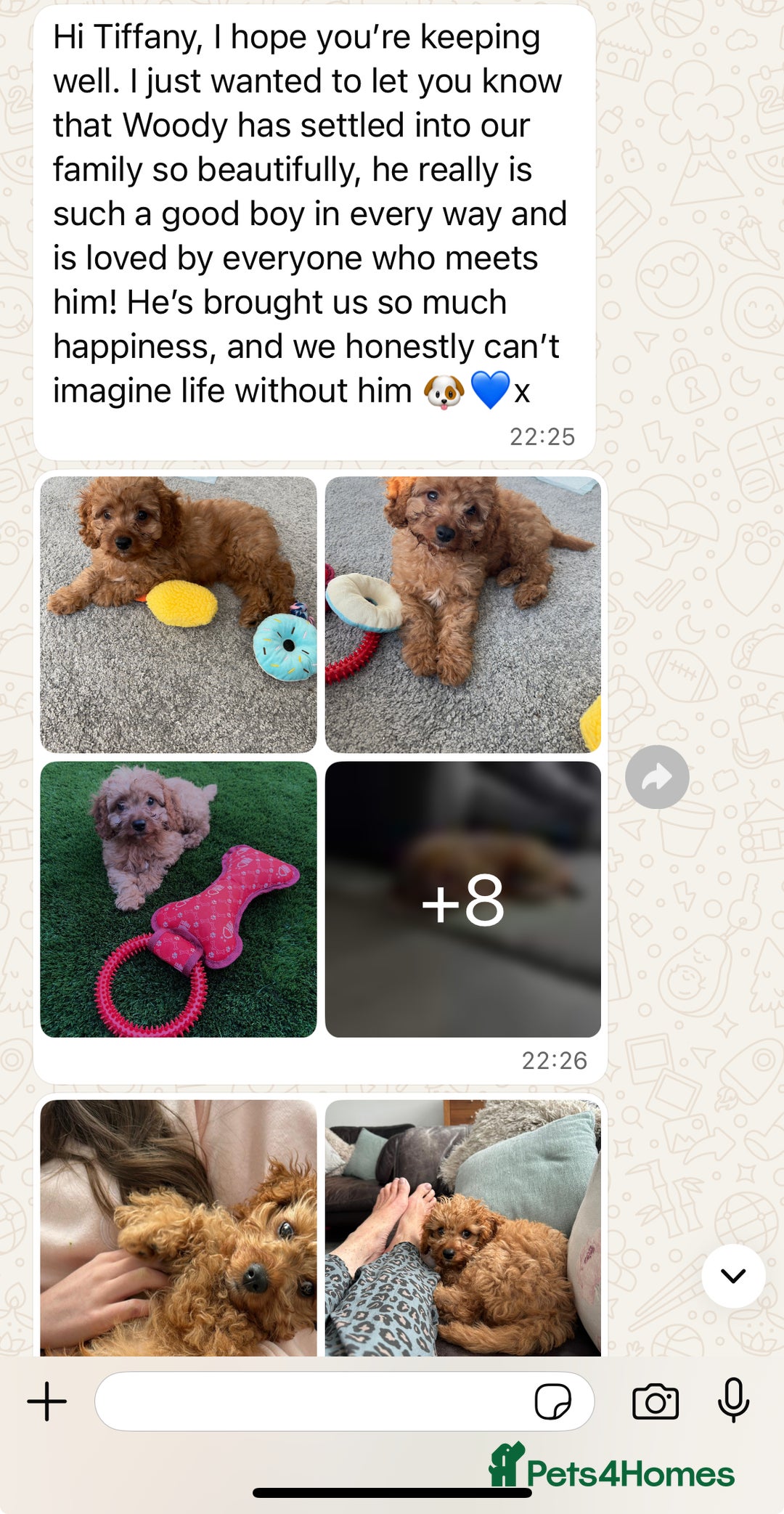 Cavapoo dogs for sale: Top Class Extensively tested Toy Cavapoo pups - Advert 10