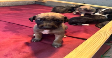 Lurcher dogs - Advert 4