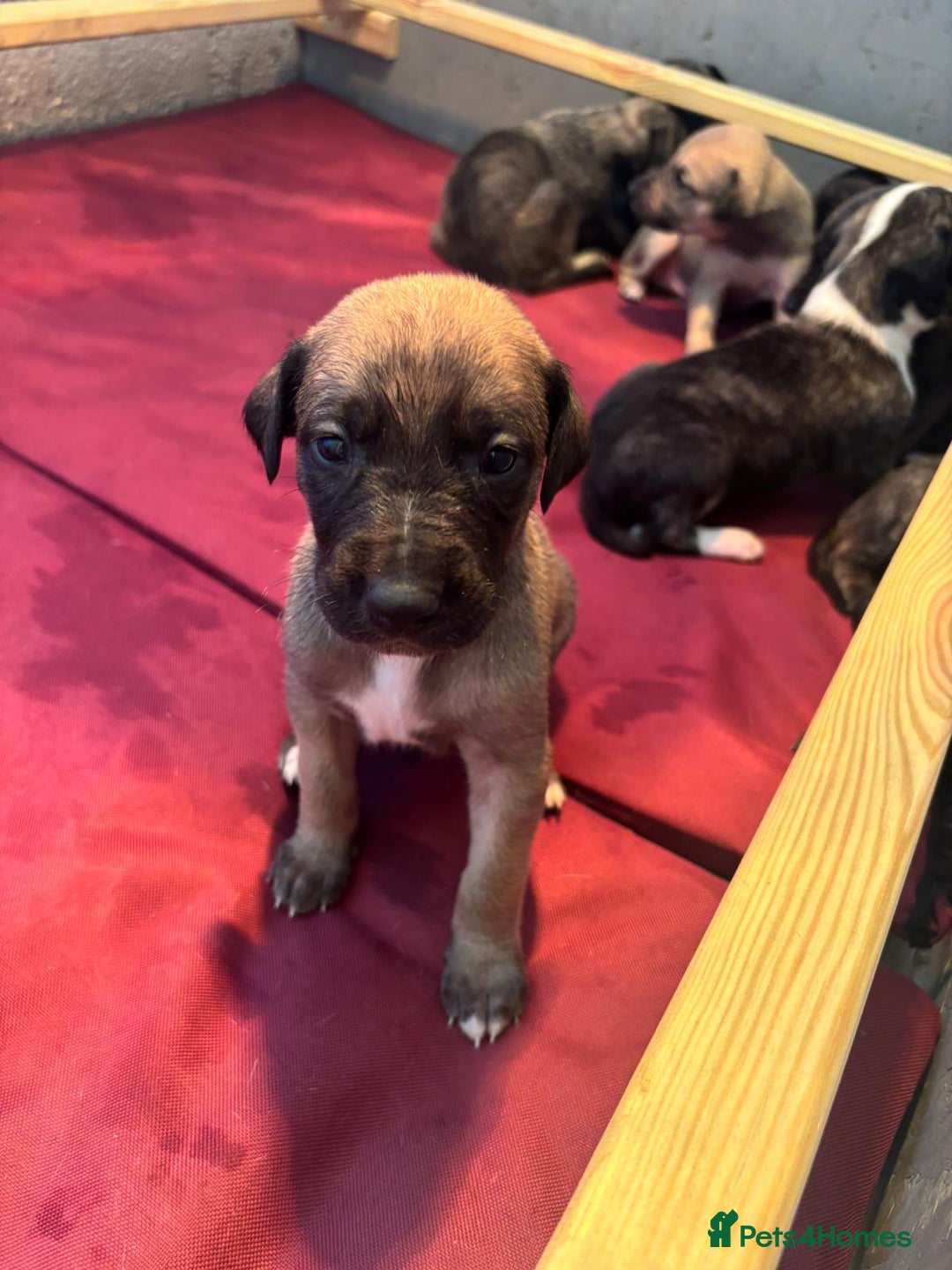 Lurcher dogs for sale: Whippet/greyhound/bull X greyhound/whippet/collieX - Image 3