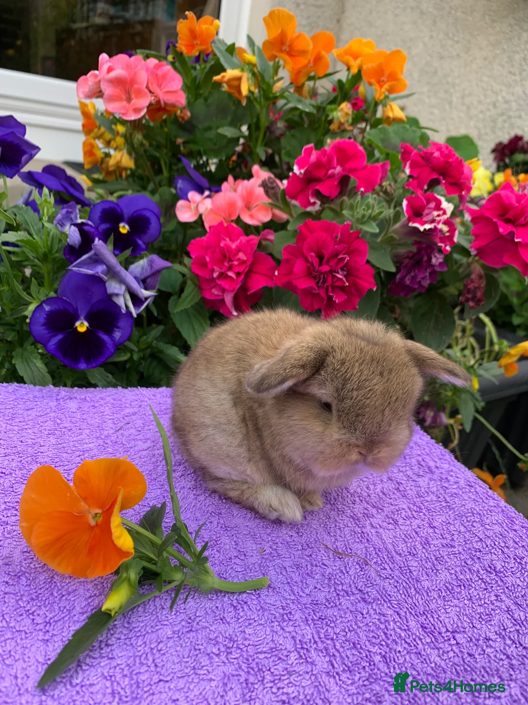 Mini Lop rabbits for sale: Gorgeous purebred baby mini lops ready to reserve - Advert 13