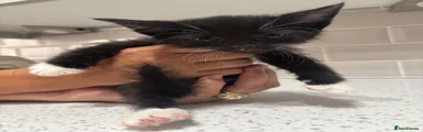 British Longhair 4