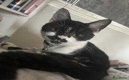 British Shorthair cats for sale: 7 month old British short hair mix kitten  - Image 2