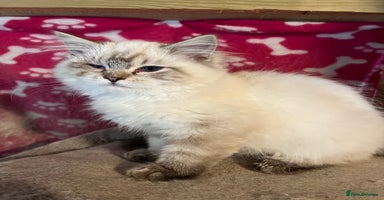 Ragdoll cats - Advert 4