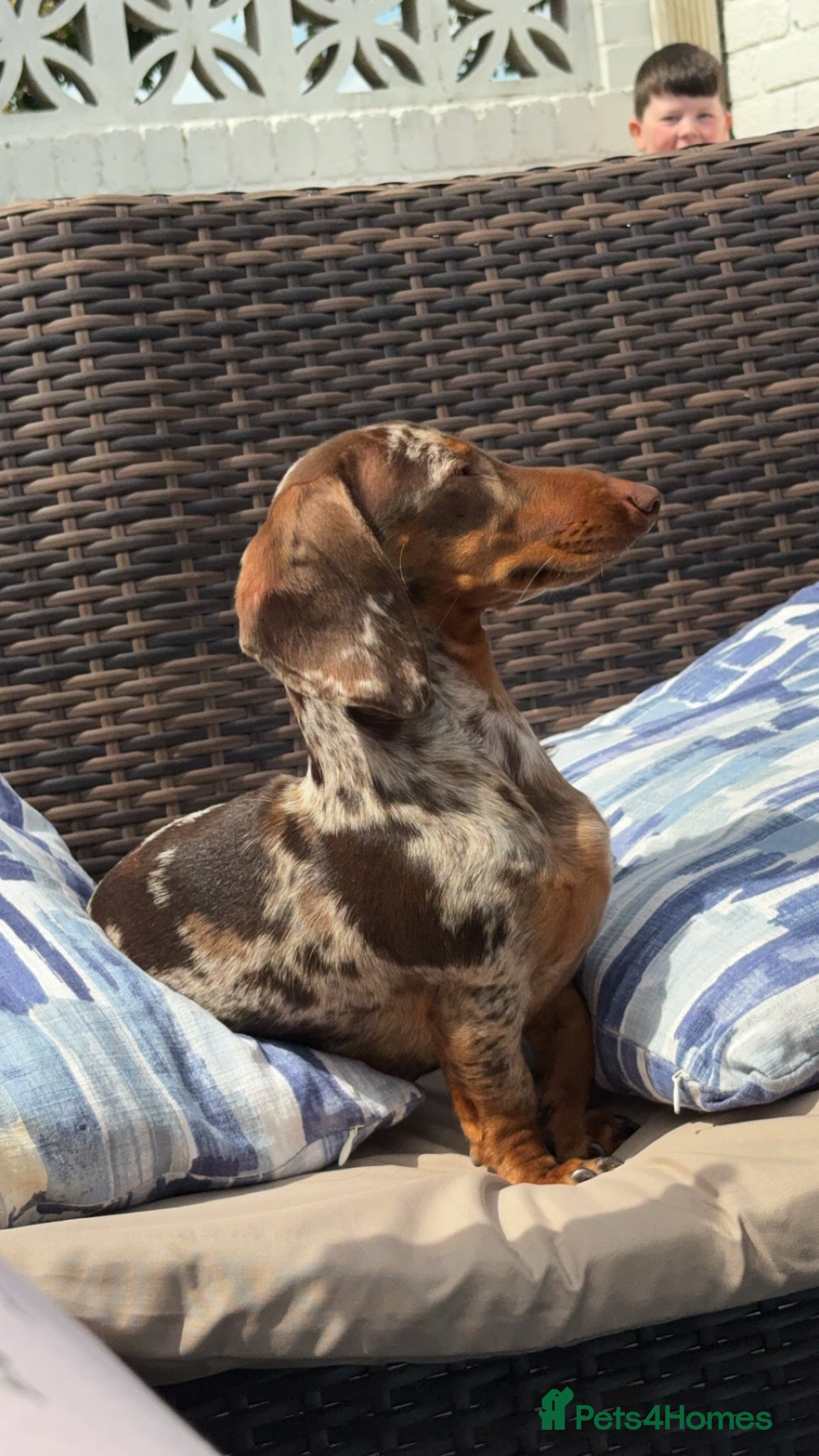 Dachshund dogs for sale: Dapple dachshund  in Peterlee - Advert 2