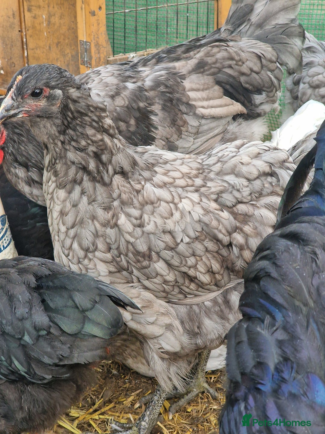 Chickens poultry for sale: Point of Lay hens Jersey Giants, Pekin & Olive egg - Image 4