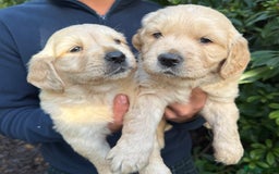 Golden Retriever dogs for sale: Four gorgeous boys available  - Advert 6