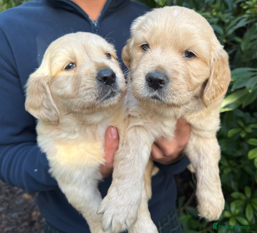 Golden Retriever dogs for sale: Four gorgeous boys available  - Advert 6