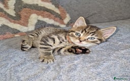 Ragdoll cats for sale: Ragdoll cross - Image 9