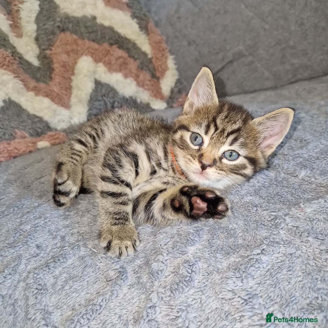Ragdoll cats for sale: Ragdoll cross - Image 9