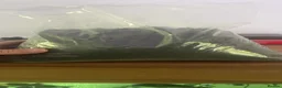 Cichlids fish for sale: 5ft fish tank - Advert 6