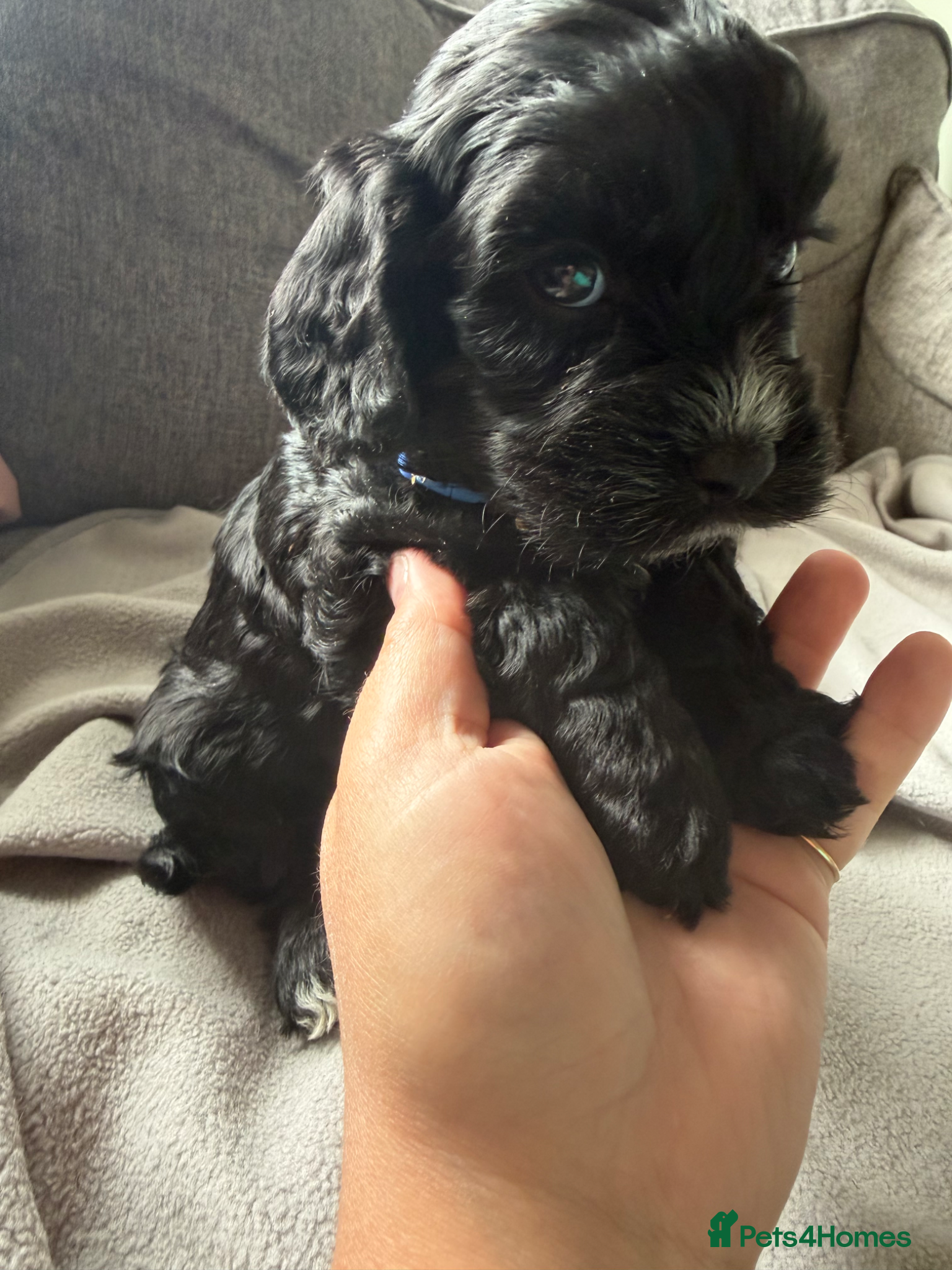Cockapoo dogs for sale: Beautiful cockapoos - Advert 14