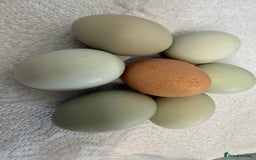 Chickens poultry for sale: Fertile hatching eggs available. One day old chick - Image 5