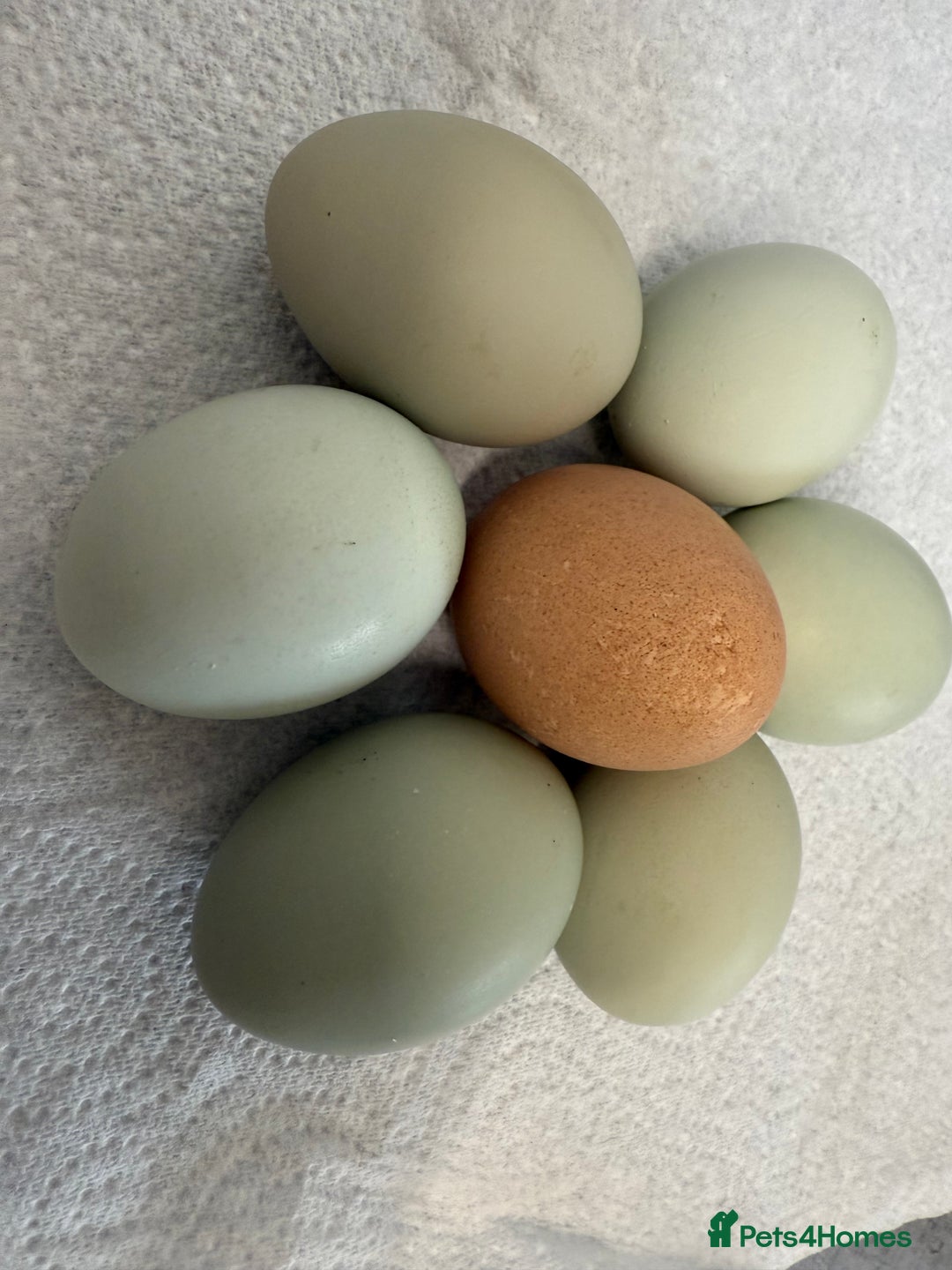 Chickens poultry for sale: Fertile hatching eggs available. One day old chick - Image 5