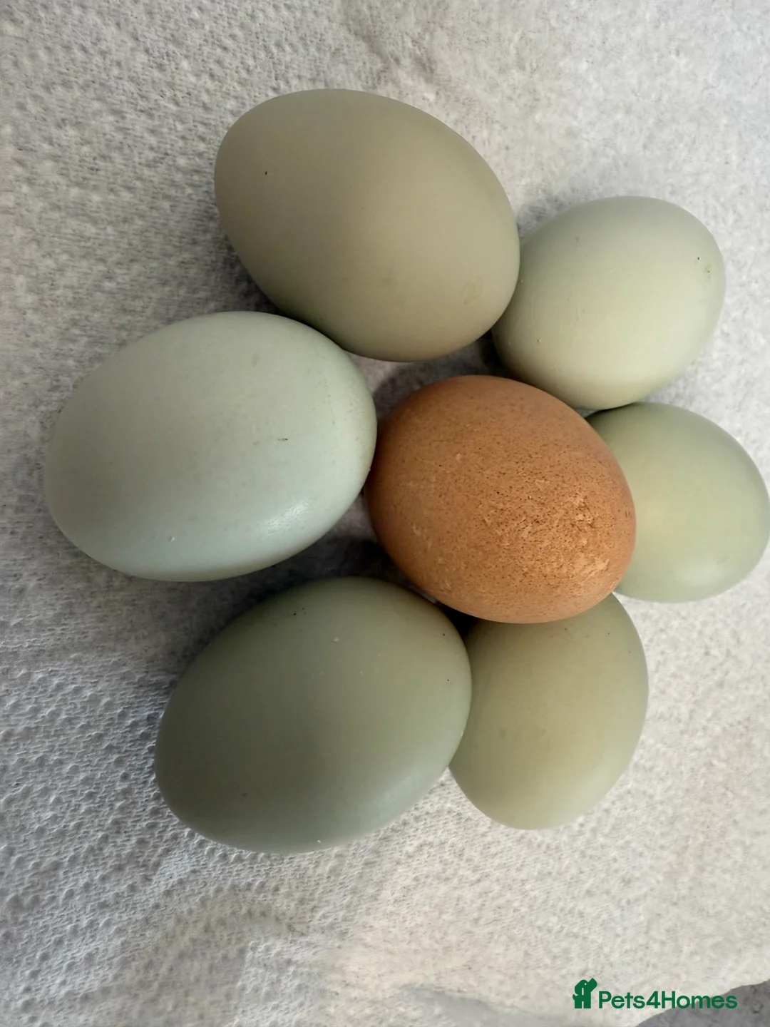 Chickens poultry for sale: Hatching eggs available. One day old chick -pol - Advert 8