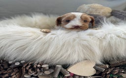 Cockapoo dogs for sale: 🐶Stunning F1 Cockapoos, Licensed Breeder🐾 - Advert 15