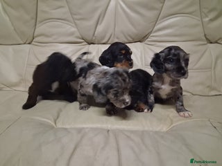 Cocker Spaniel dogs Cocker spaniel puppies - Advert 10