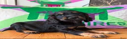 Cocker Spaniel dogs for sale: KC BLACK AND TAN boys 17 dna health tested clear  - Advert 8