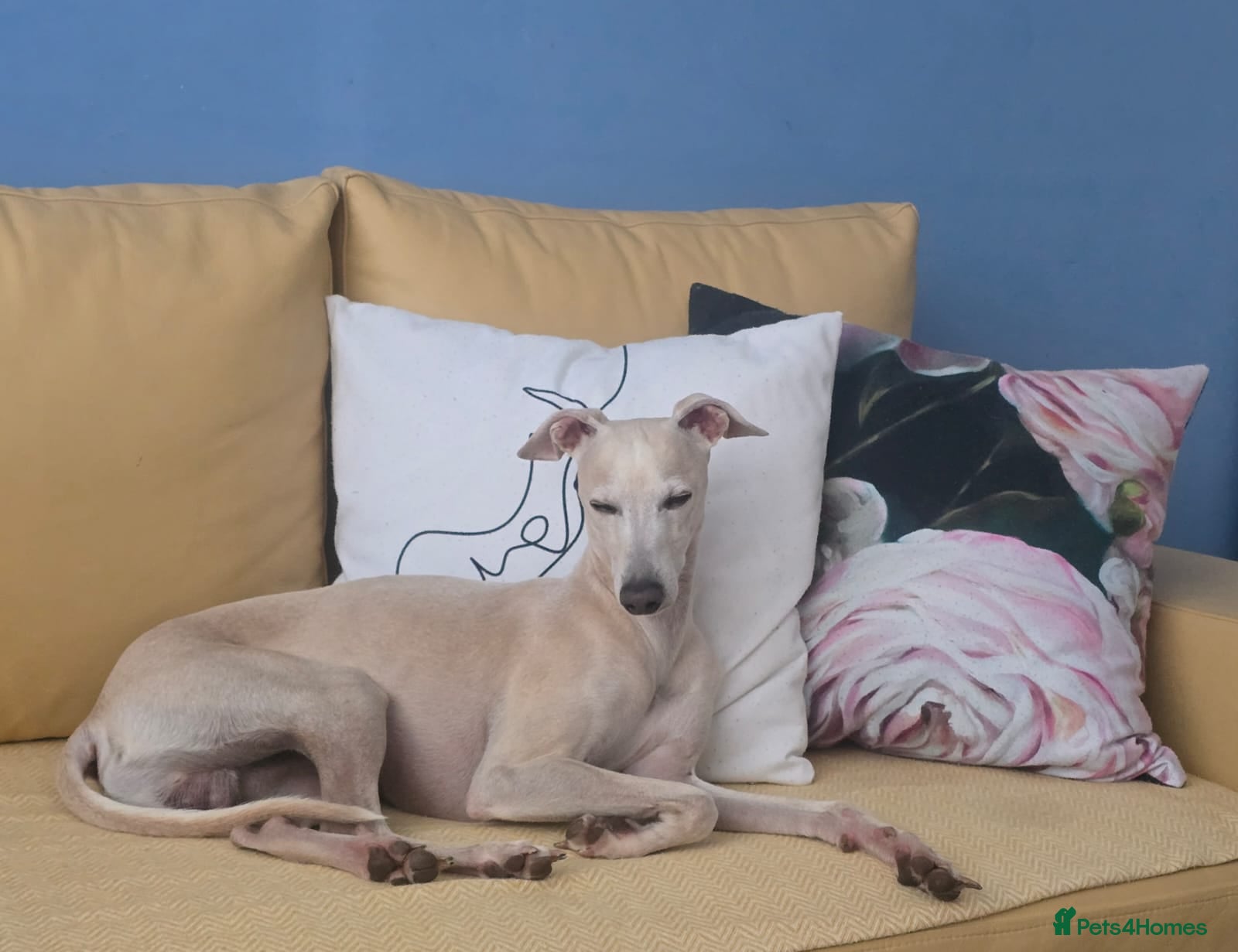 Italian Greyhound dogs KC registred Italian Greyhound proven for studding - Advert 1