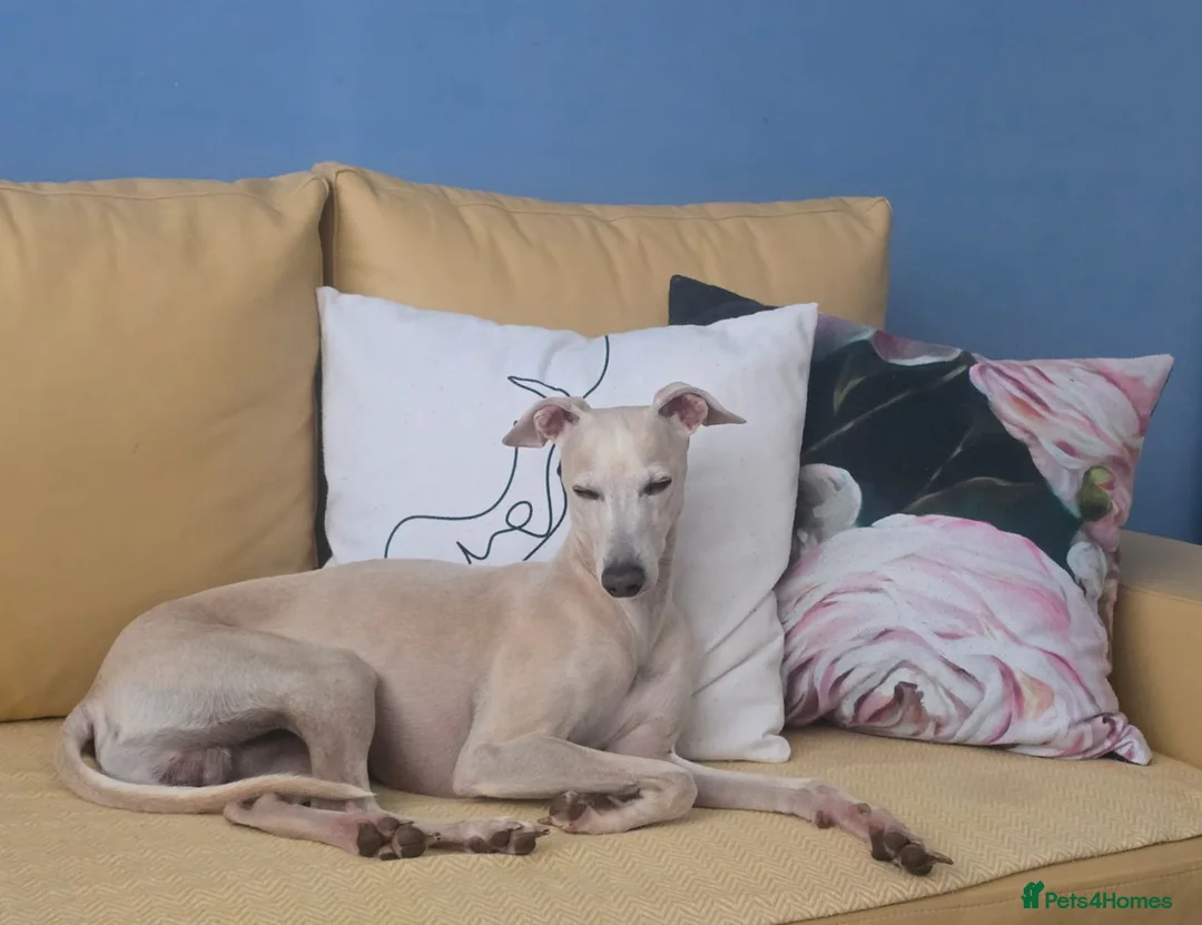 Italian Greyhound dogs for stud: KC registred Italian Greyhound proven for studding - Advert 1